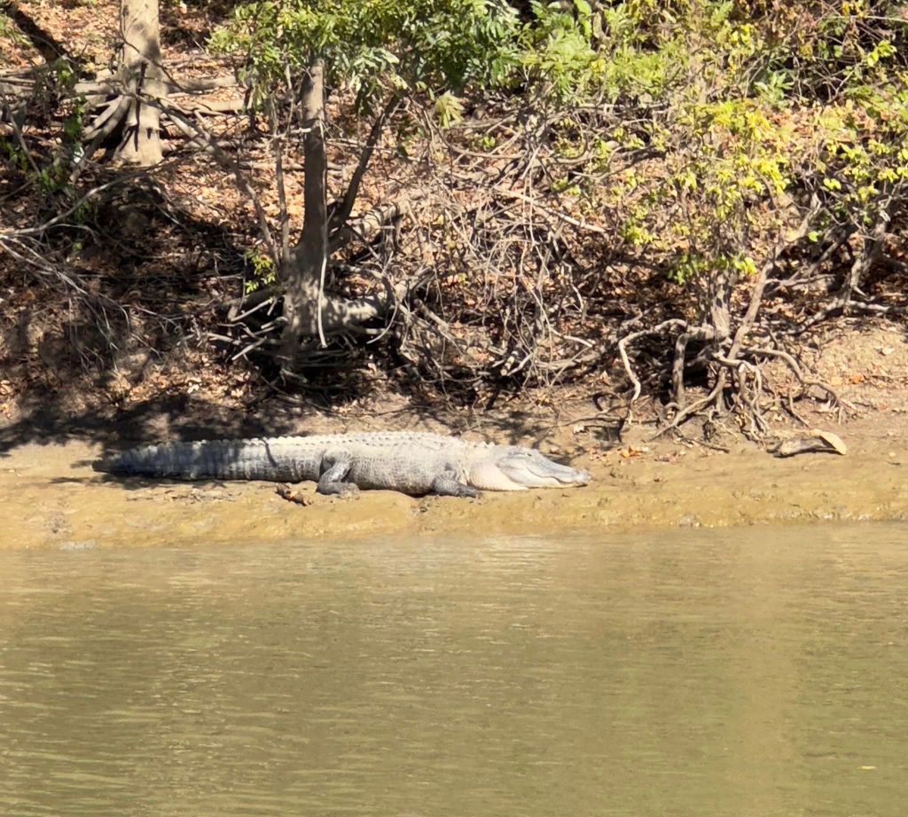 Fog, Mud & and Alligator, oh&nbsp;my!